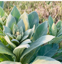 Load image into Gallery viewer, Wahpe Hinsma - Mullein Leaf - Cold, Flu, and congestion support