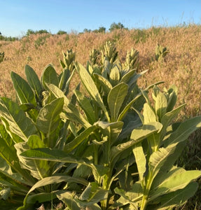 Wahpe Hinsma - Mullein Leaf - Cold, Flu, and congestion support